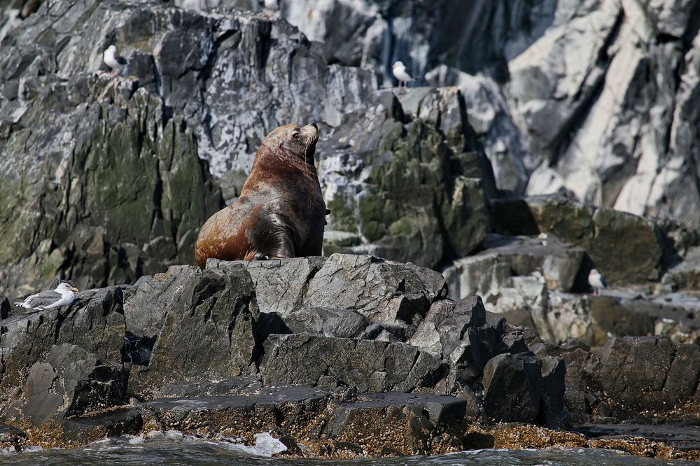 Тюлени Камчатки