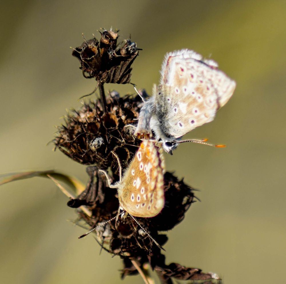 Фотография автора Зеленкова Николаевна