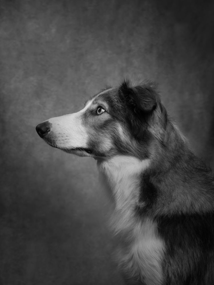 Фотография автора Annemarie Visser