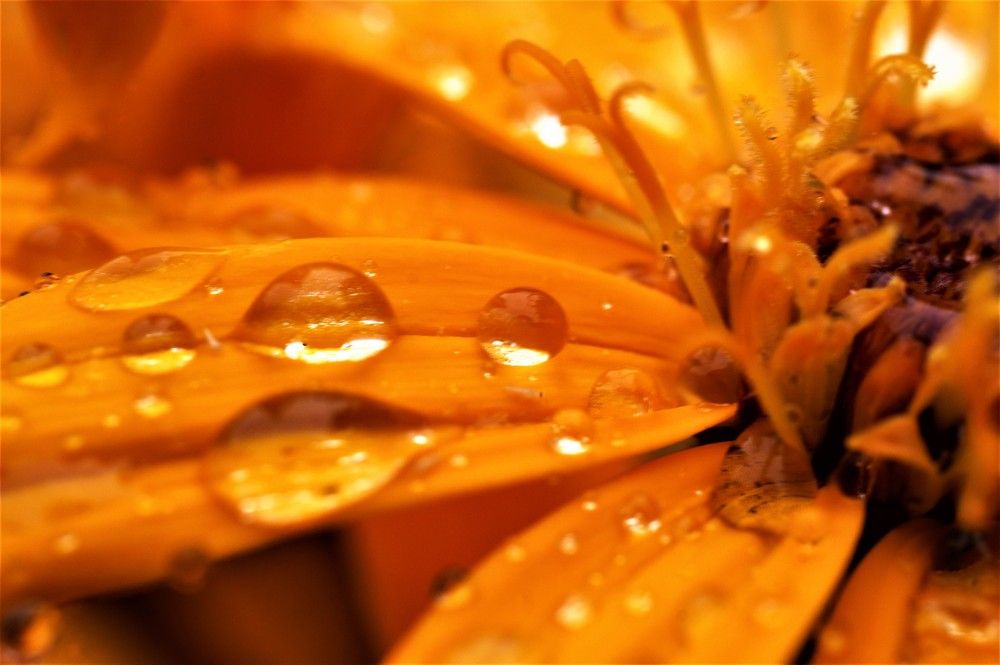 Photograph by Marina Mossiy