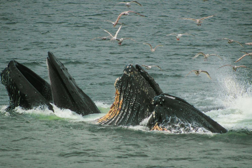 Беззубые гиганты