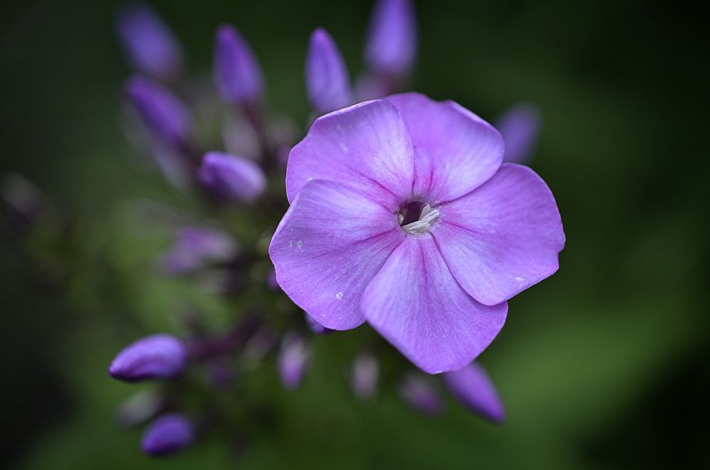 Photograph by Ирина Хламова