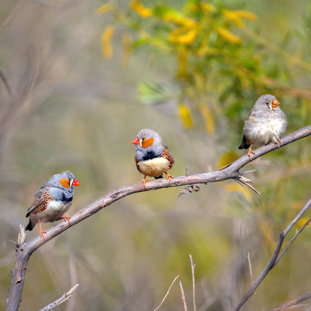 Zebra finches - ladies aside