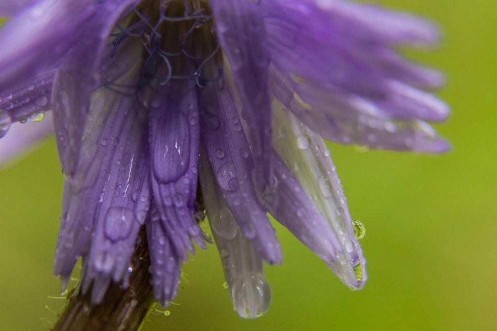 Photograph by Елена Перминова