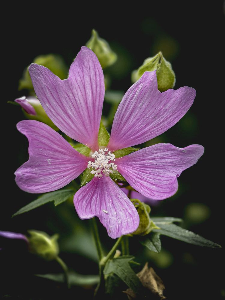 Photograph by Сергей Балашов