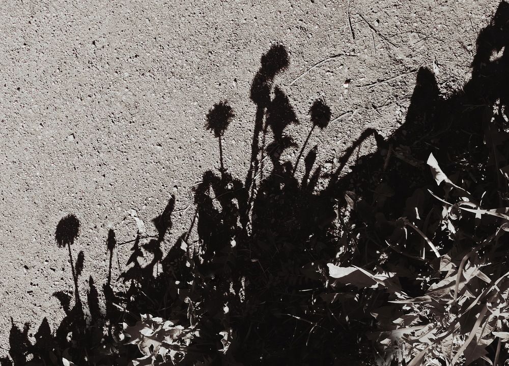 Одуванчики