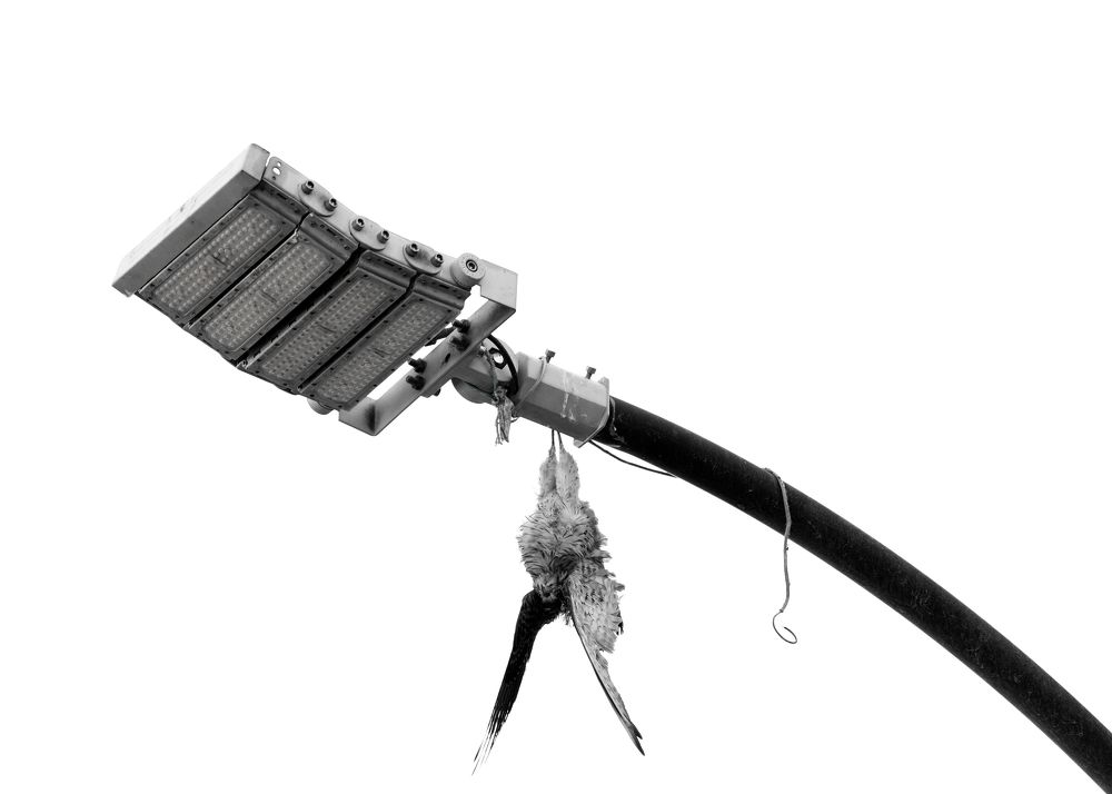 Фотография автора Mohammed Alhusseini