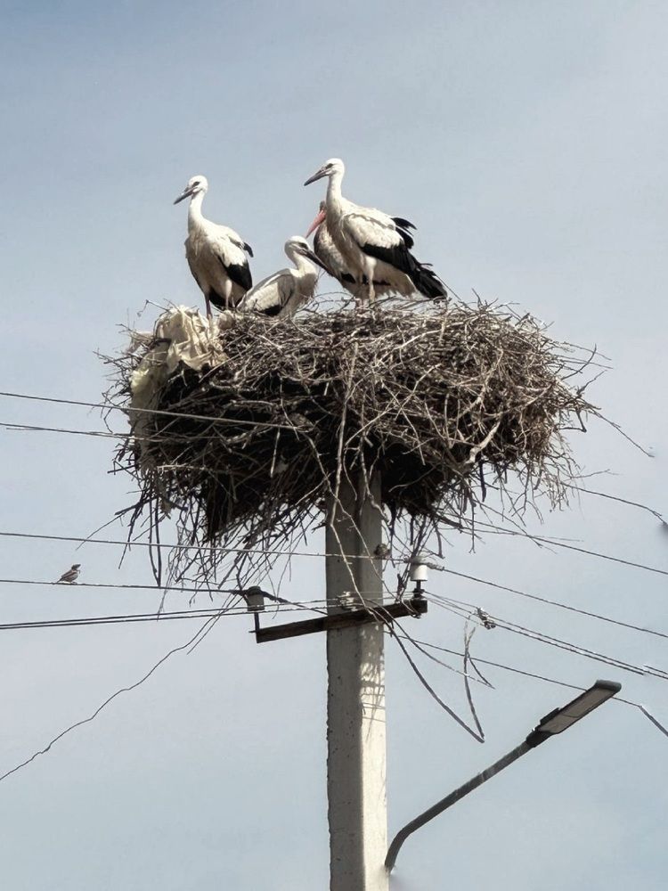 Фотография автора Natalya Firsova