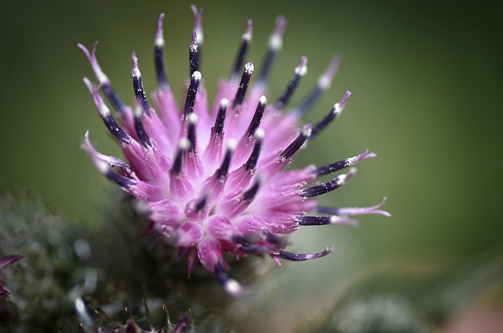 Photograph by Ирина Хламова