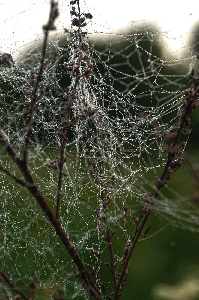 Photograph by Vladimir  Komarov