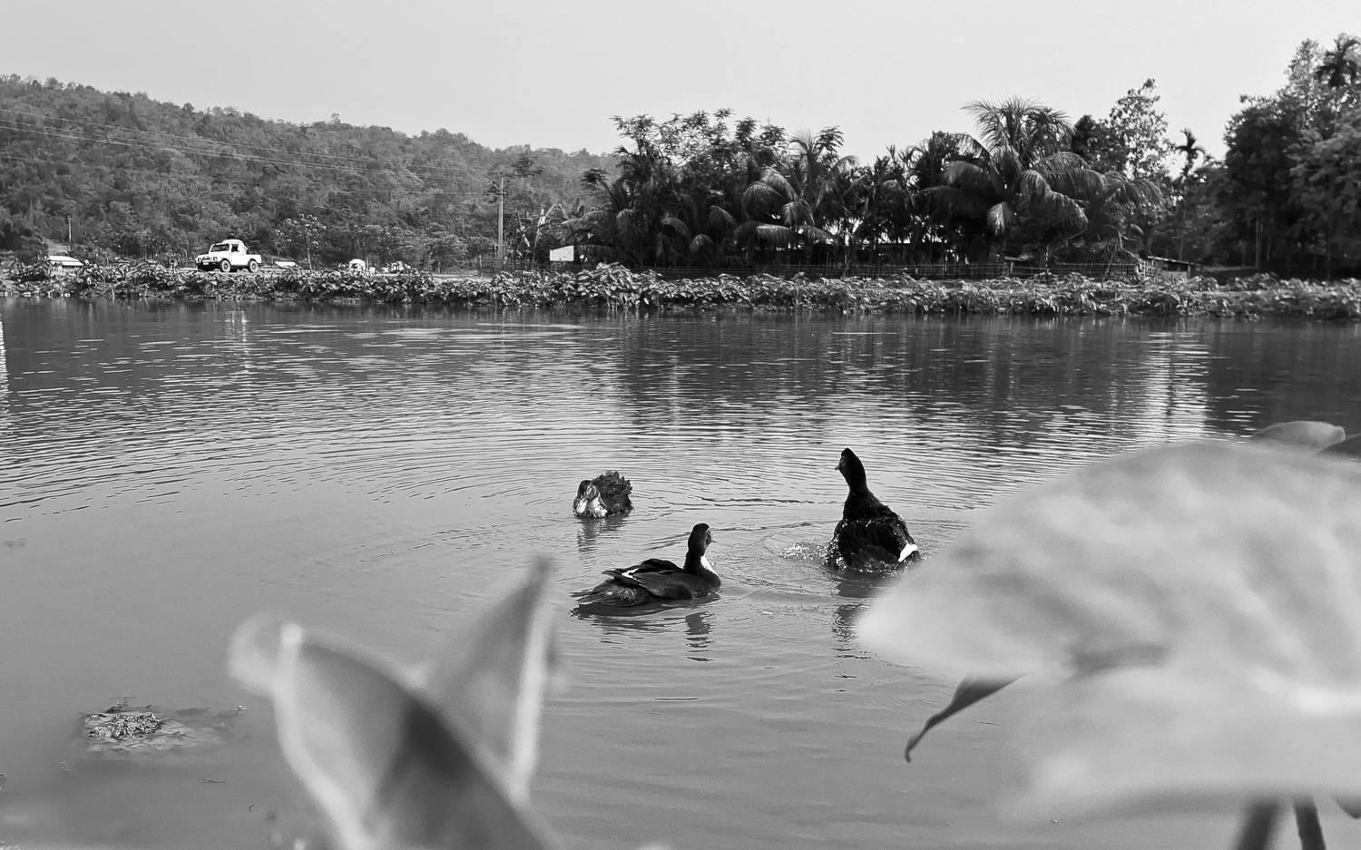 Photo #10939382