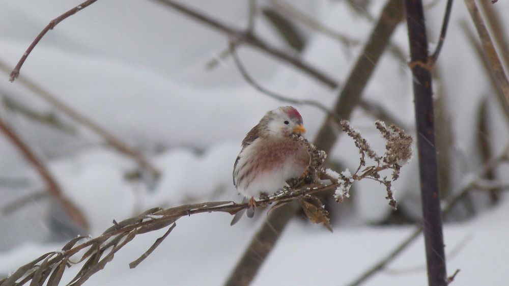 Пепельная чечетка - лейкист.