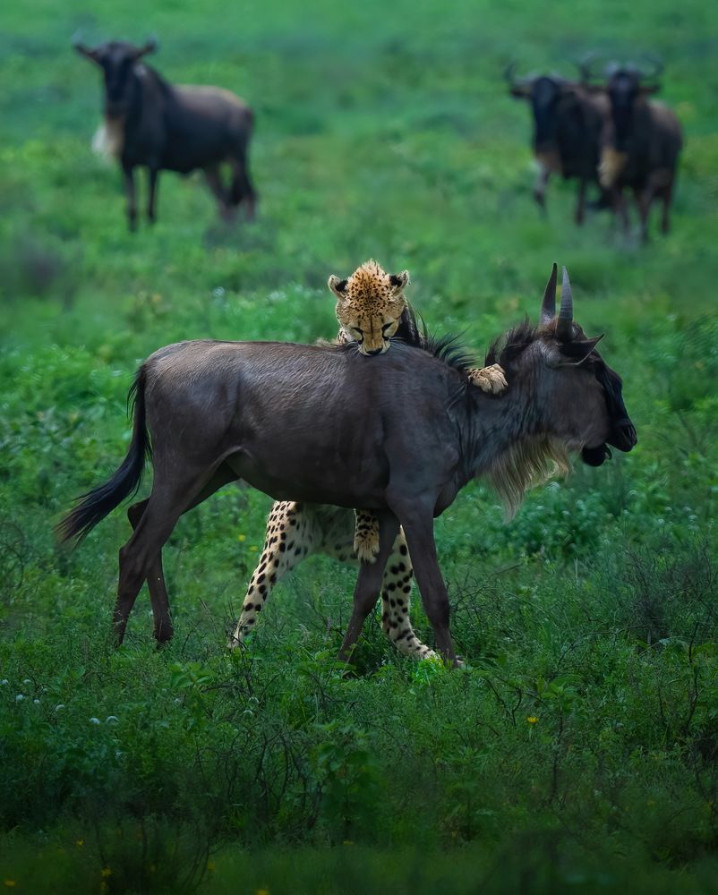 Photograph by Alexandra Surkova