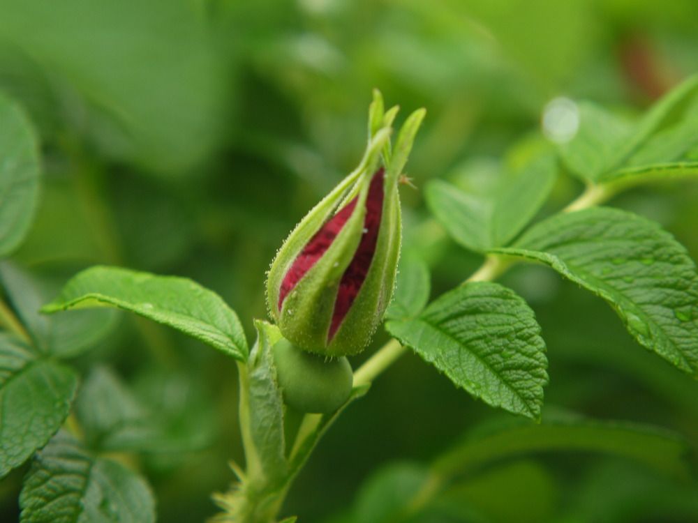 Photograph by Баженова Наталья