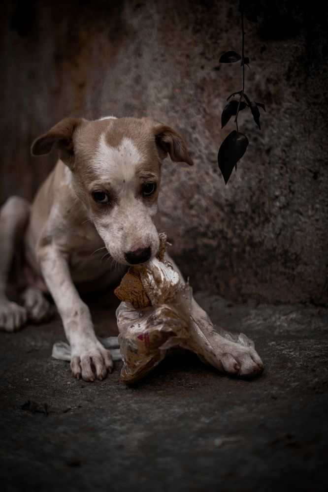 Photograph by Yogi_Beats