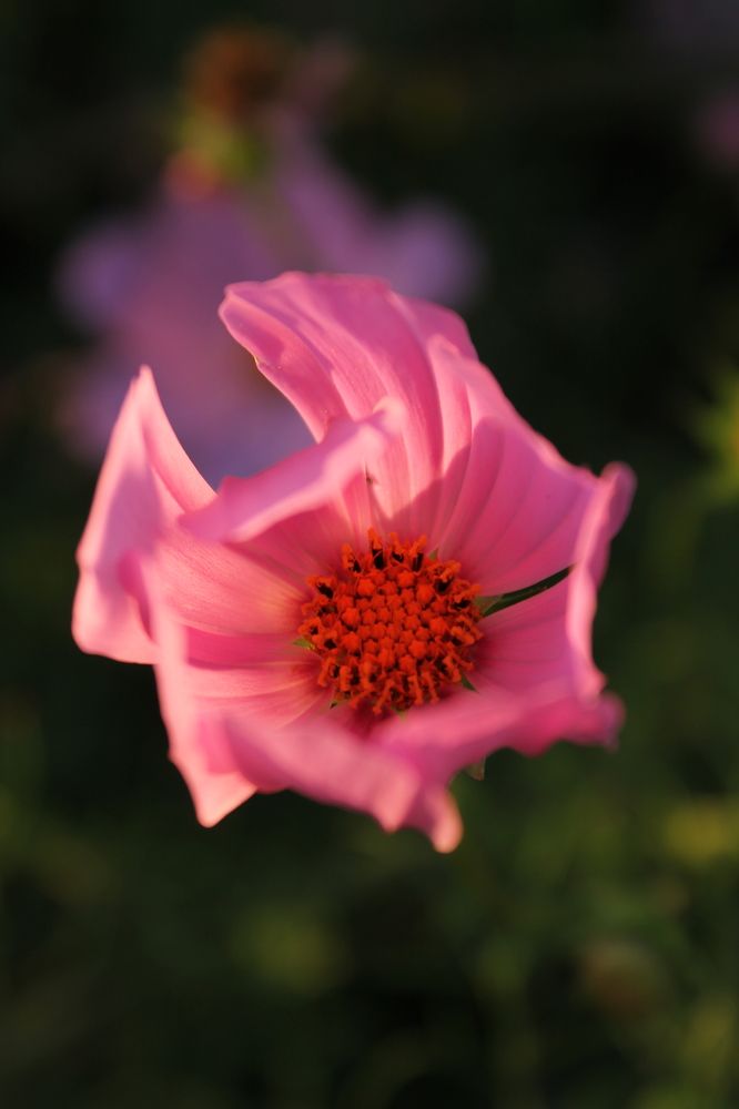 Photograph by Любовь Лунина