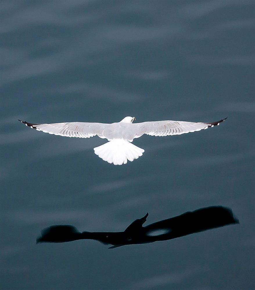 Shadow with a hole in the wing