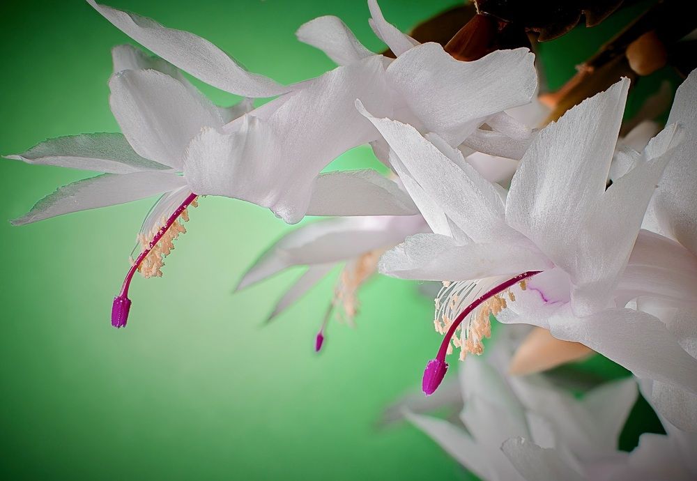 Photograph by Константин Кукушкин