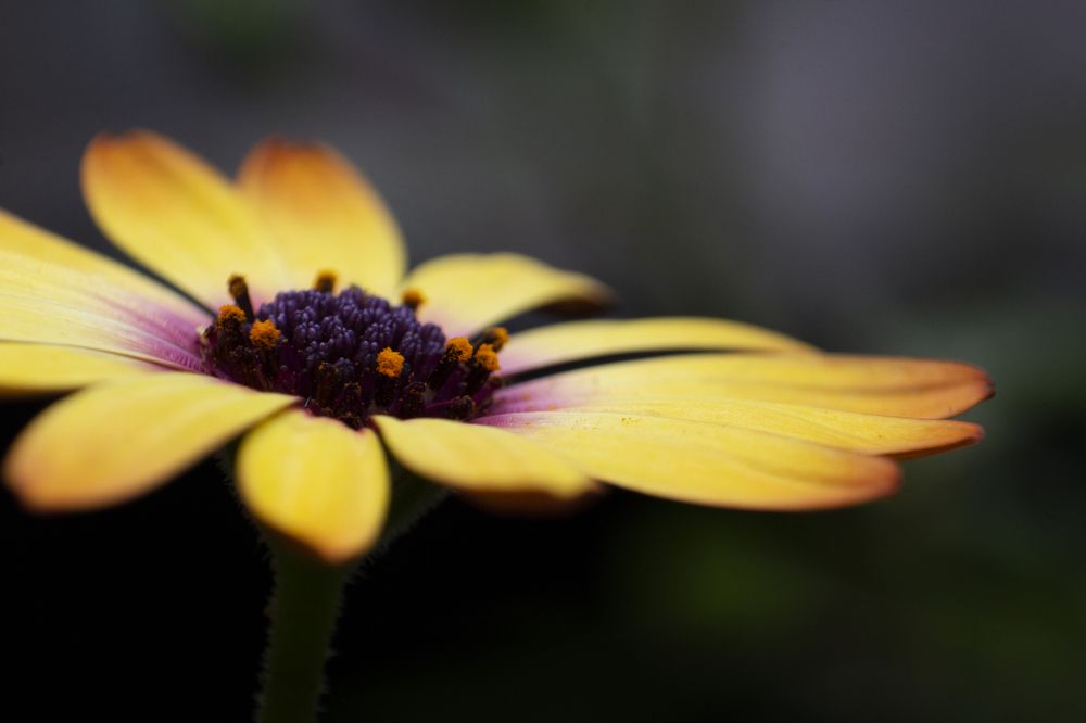 Photograph by Amin Ahanpoushi