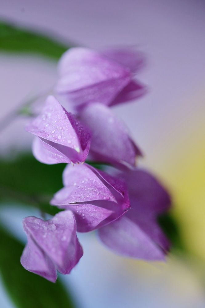 Photograph by Лариса Торопченкова