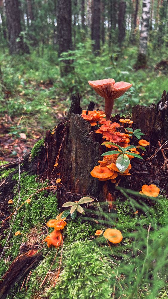 Photograph by Евгения Бородина