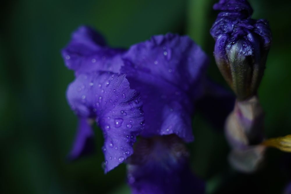 Photograph by 