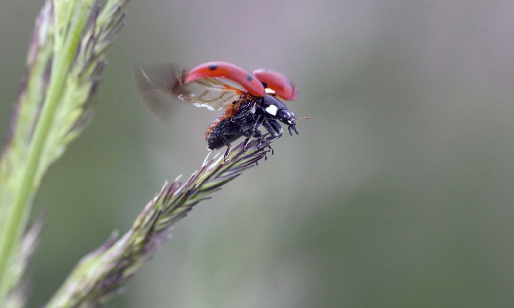 Photograph by Аlessandro