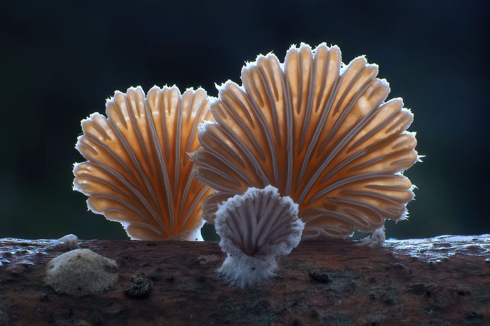 Photograph by Li Chen-You