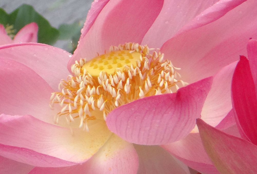 Фотография автора Шипунова Ирина