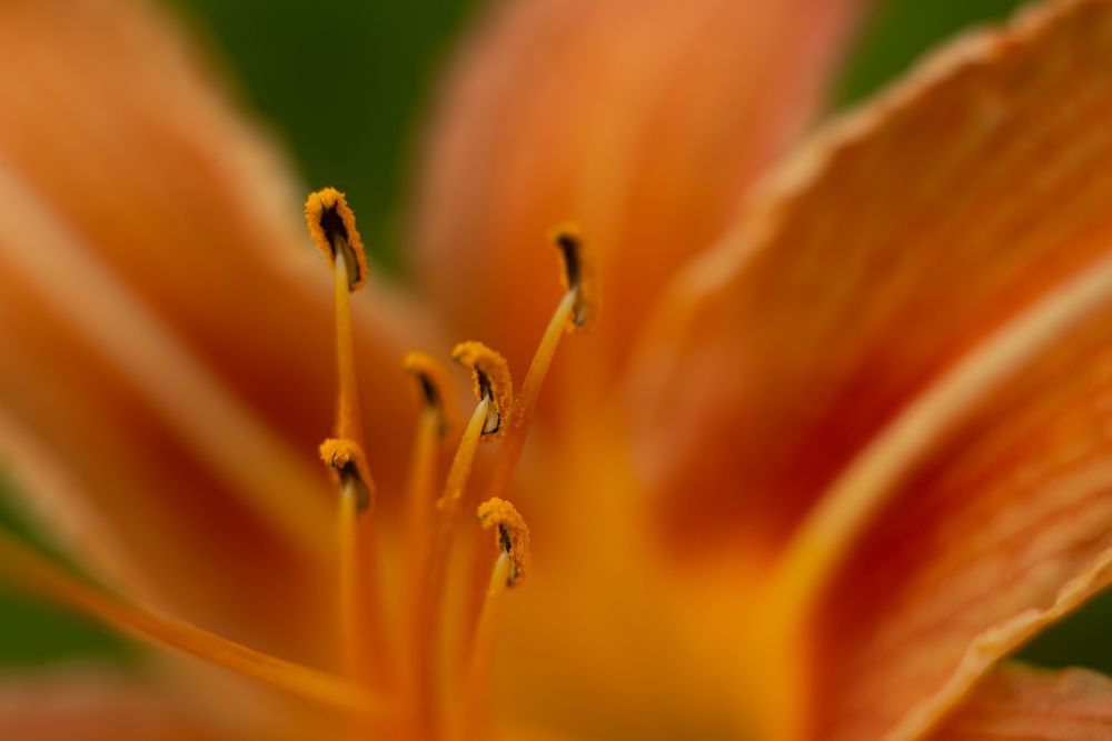 Photograph by Анна Бобкова