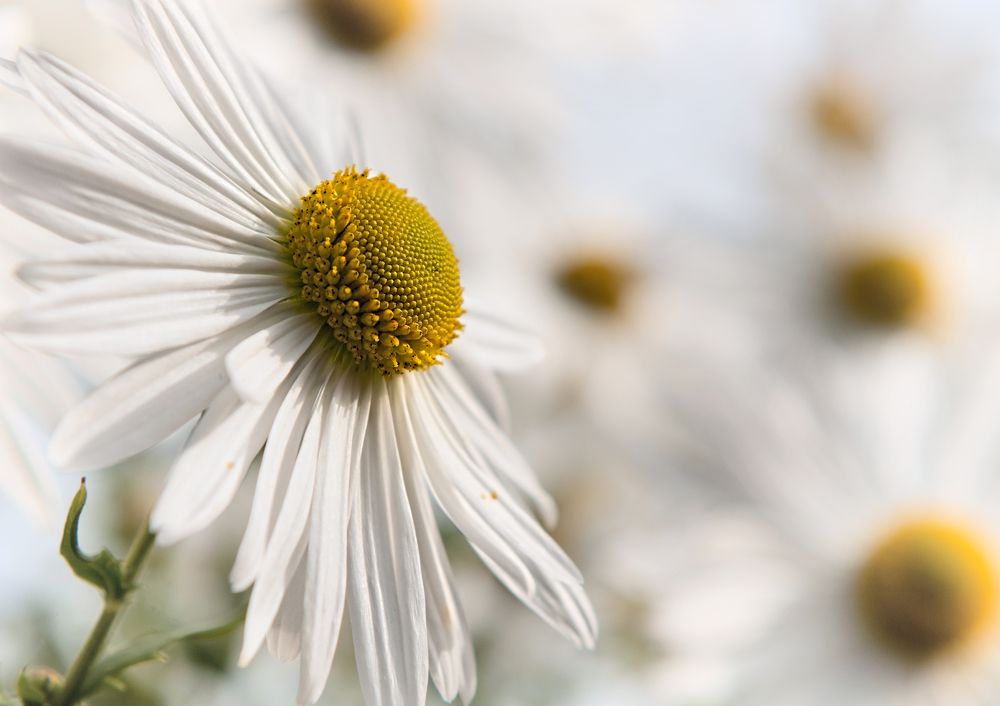 Photograph by Олег Тыркин