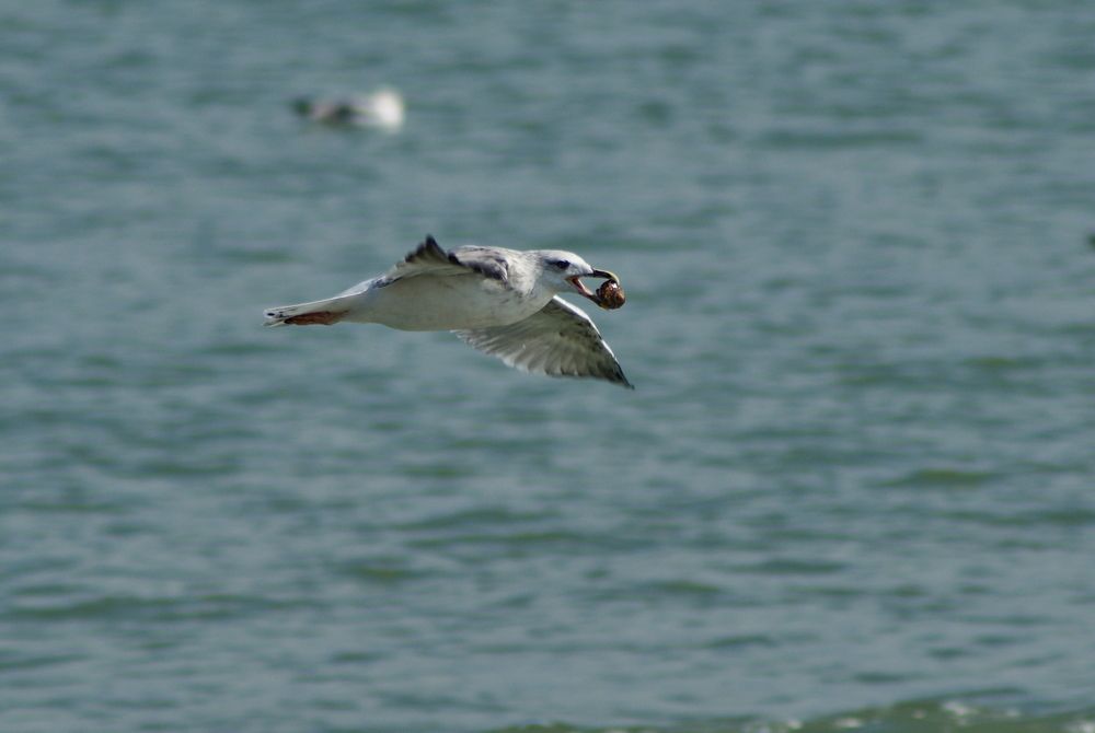 Photograph by Octavian Timosco