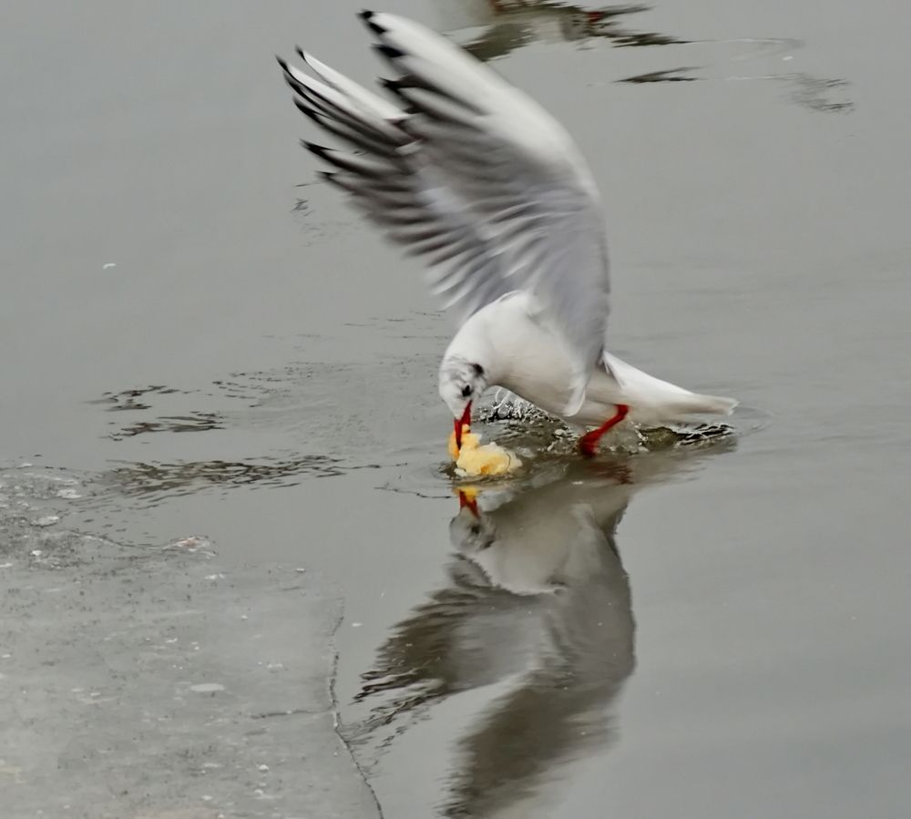 Photograph by Octavian Timosco