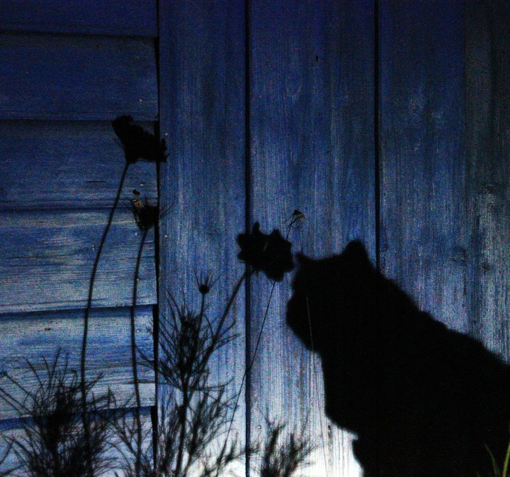 Фотография автора Светлана Терехова