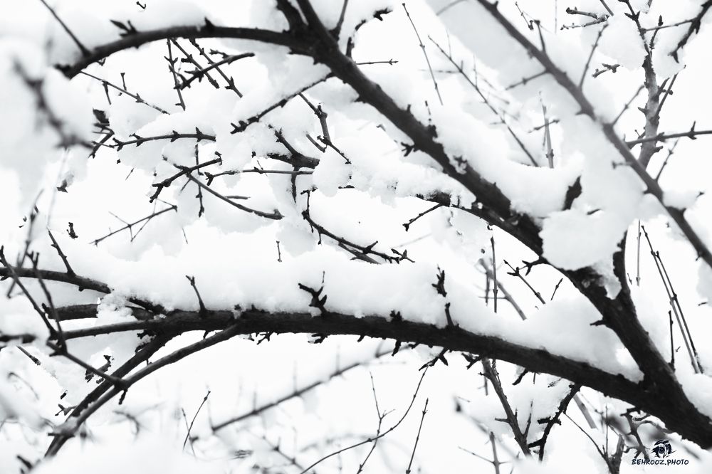 Photograph by behrooz roosta
