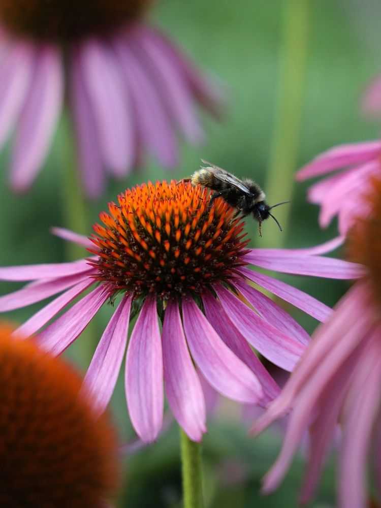 Эхинацея пурпурная (Echinacea purpurea)