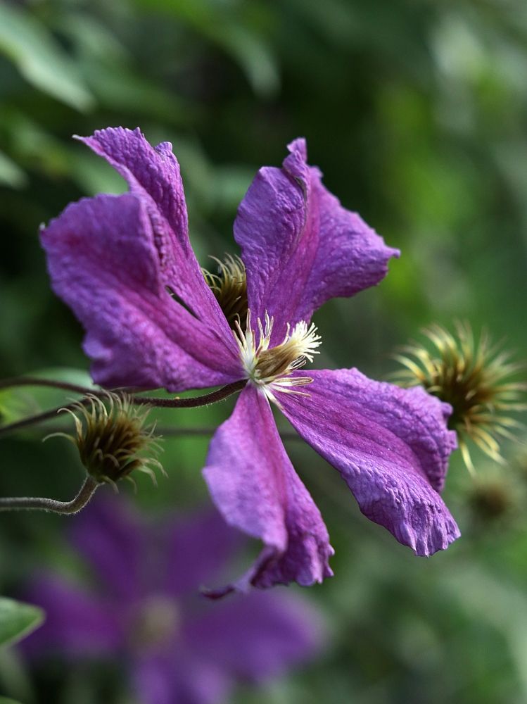 Великолепный клематис (magnificent clematis)