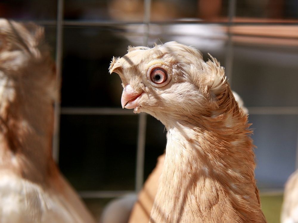 Фотография автора Nelya  Lysenko