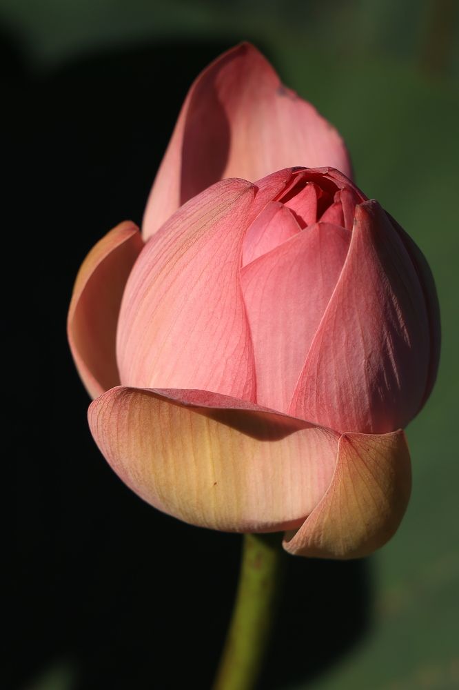 Photograph by Евгения Казакова