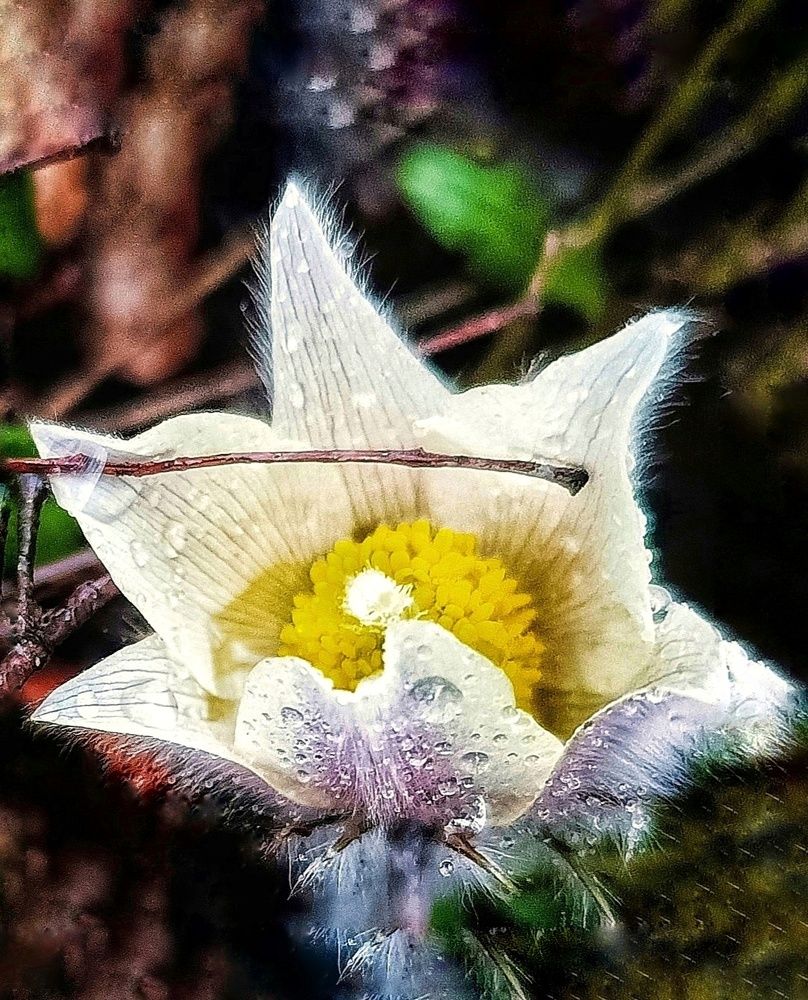 Подснежник под дождём.