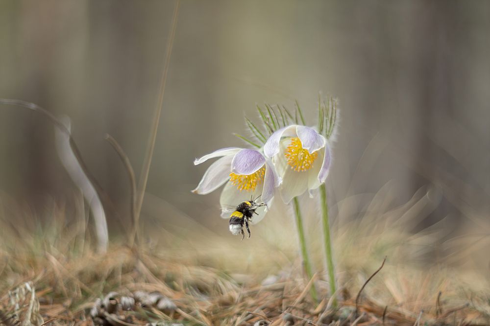 Photograph by Koledova Irina