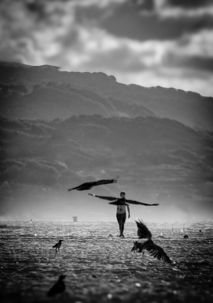 Flying bird and an immigrant