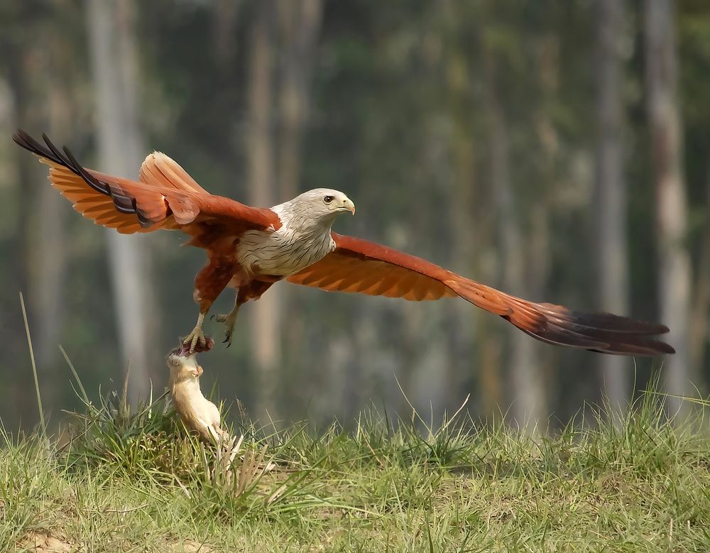 Brahminy kite