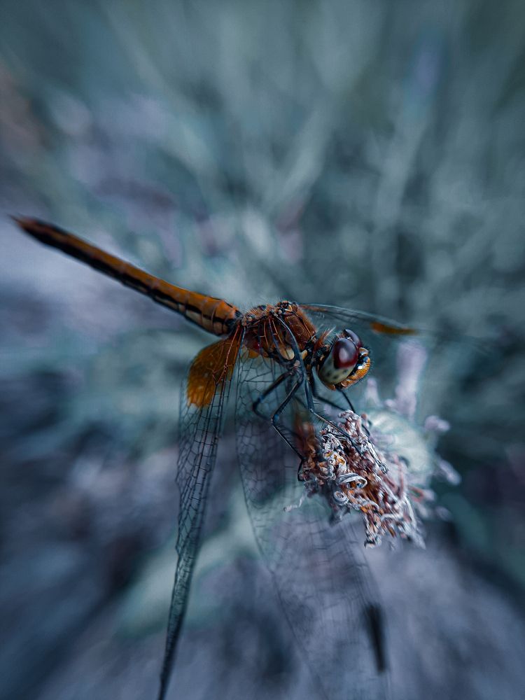 Неугомонная стрекоза