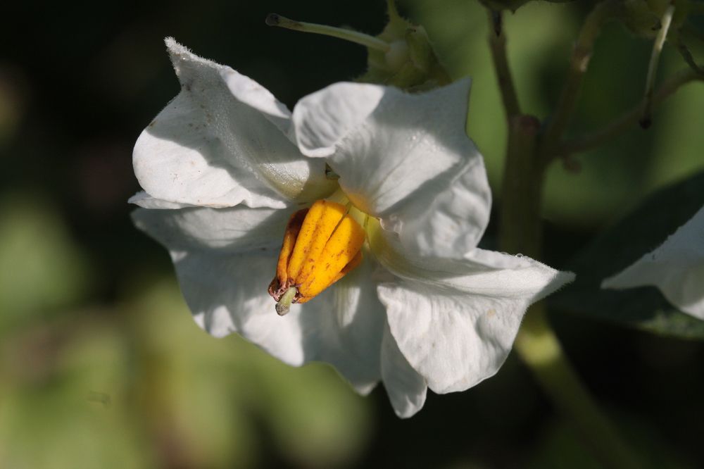 цветок картошки