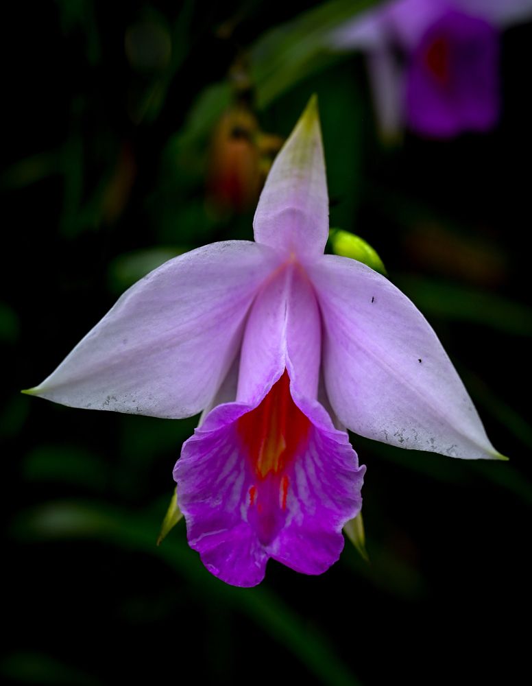 Фотография автора Marcus Mah Qing Fung