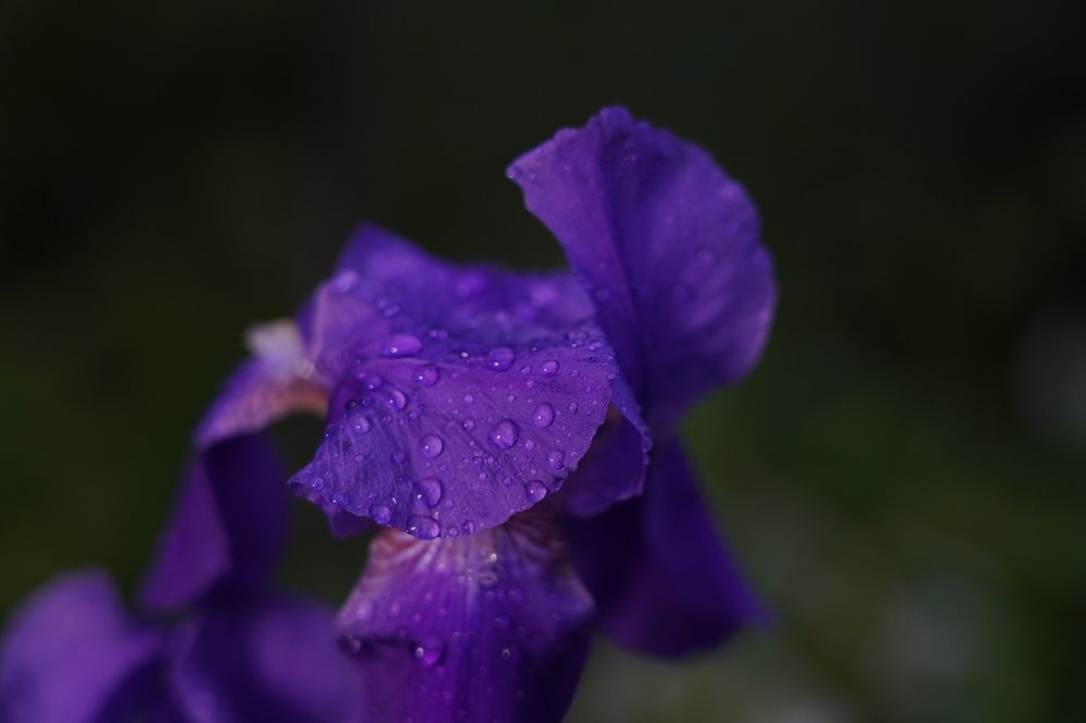 Photograph by 