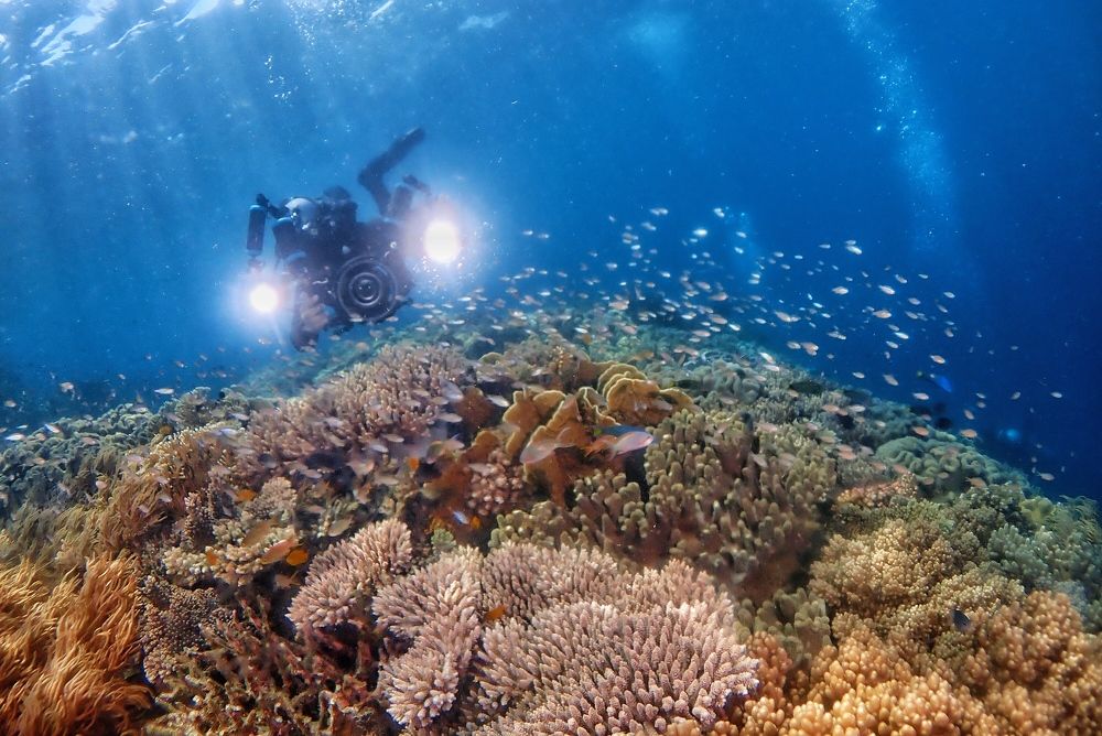 Underwater Photographer