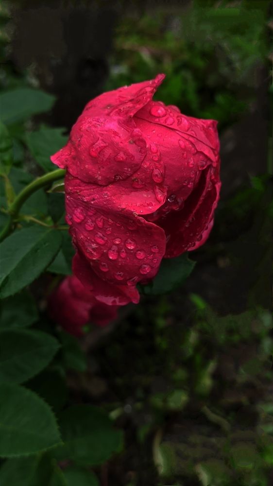 Фотография автора Васильева Ирина