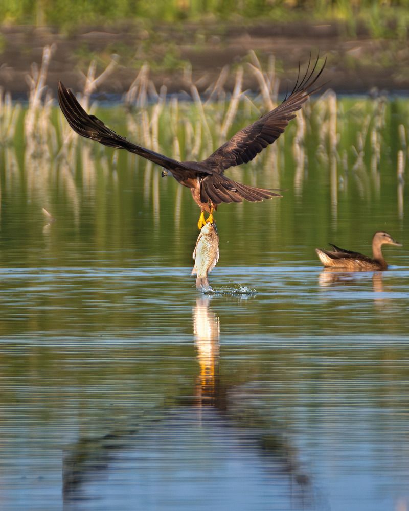 Ловись рыбка большая и маленькая